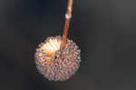 Buttonbush